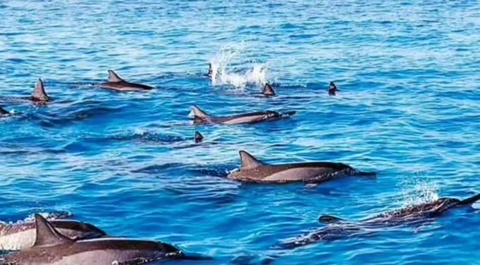 Dauphins et snorkeling