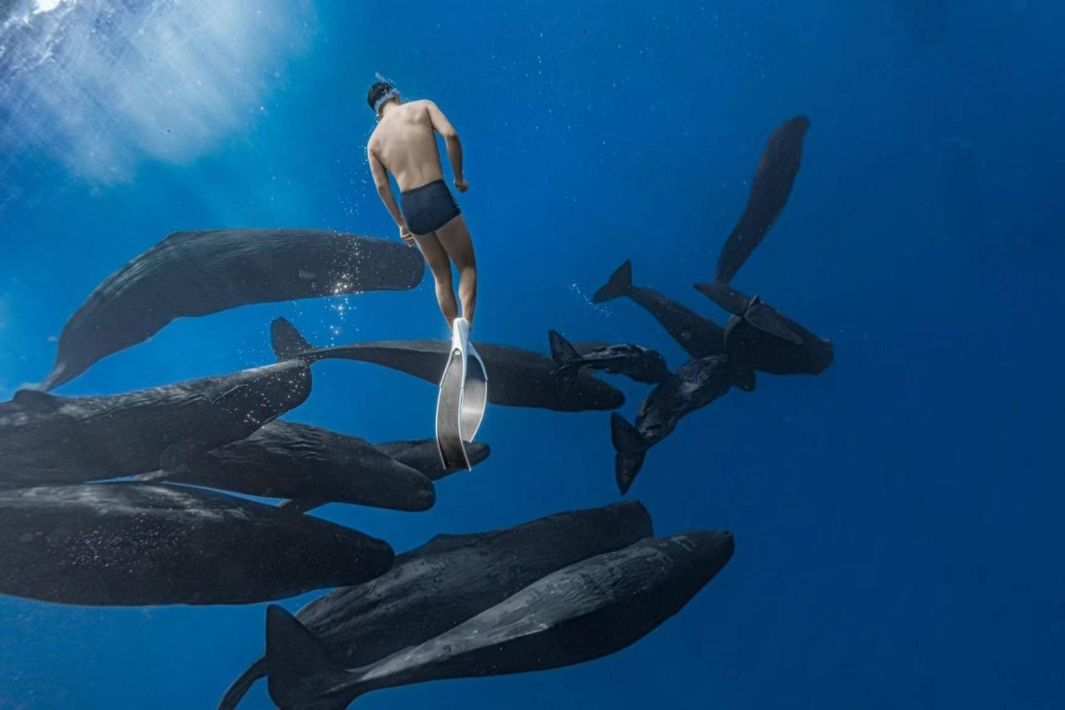 Cachalots et dauphins